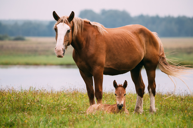 Design Nutrition Horse Care